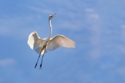 Ardea-alba;Breeding-Behavior;Breeding-Plumage;Egret;Flying-Bird;Great-Egret;acti